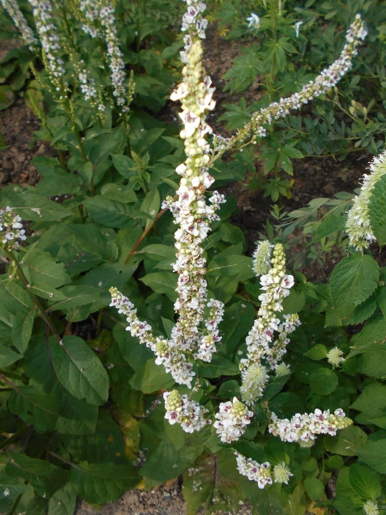 Como plantar Verbascum chaixii 'Album' (Verbascum chaixii 'Album')_1