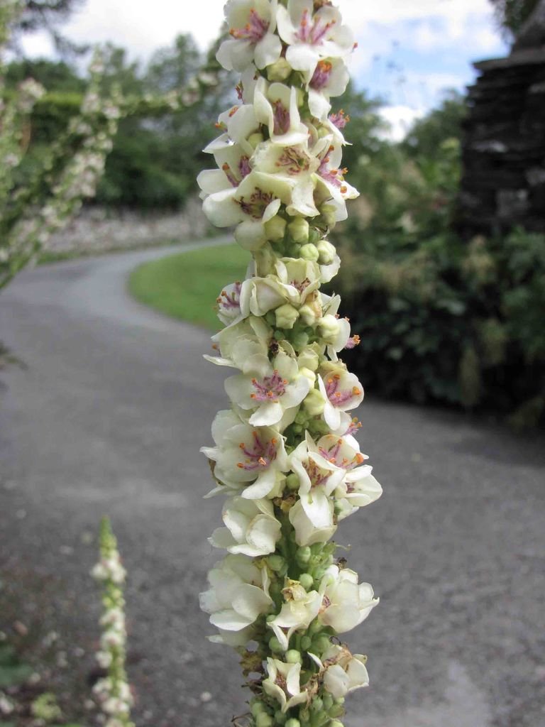 Onde plantar Verbascum chaixii 'Album' (Verbascum chaixii 'Album')_2