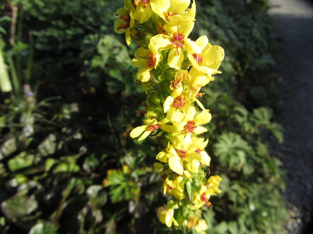 Verbascum chaixii (Verbascum chaixii)