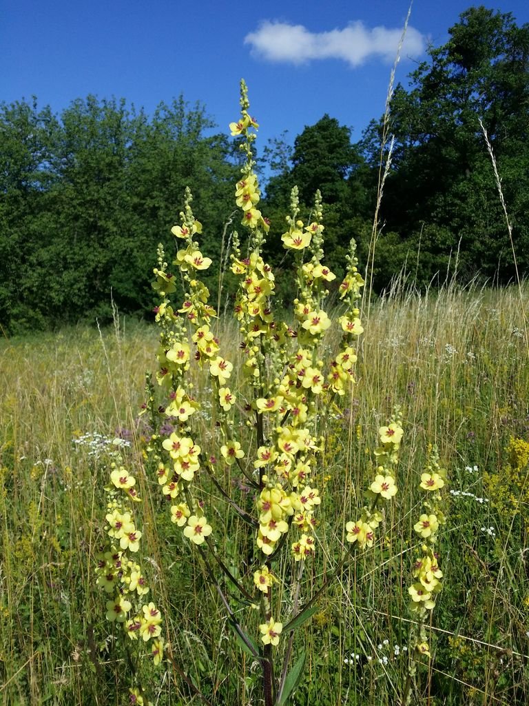 Como plantar Verbascum chaixii (Verbascum chaixii)_1