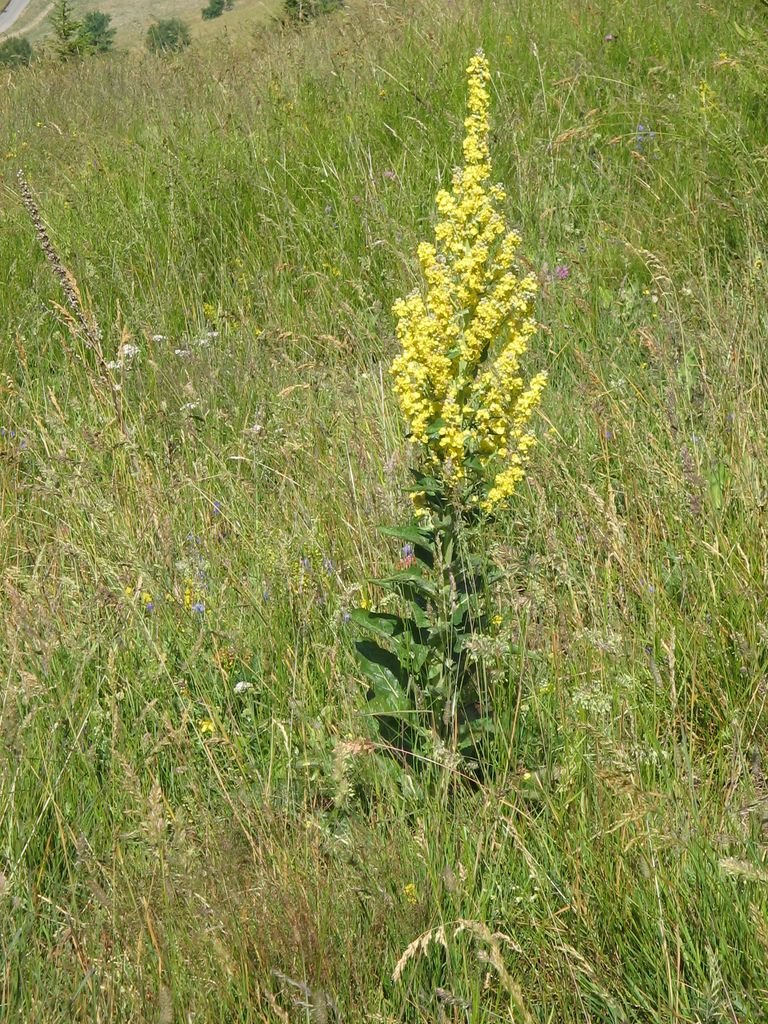 Onde plantar Verbascum chaixii (Verbascum chaixii)_2