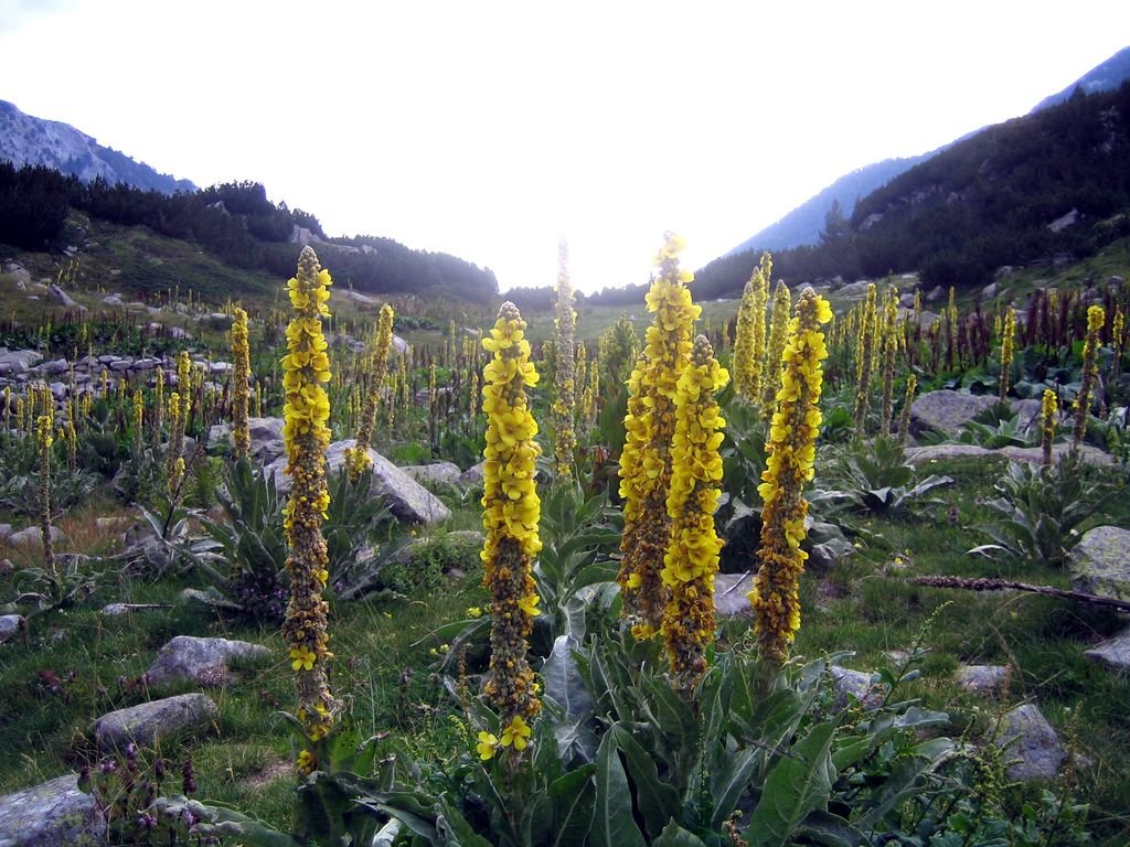 Verbascum densiflorum (Verbascum densiflorum)