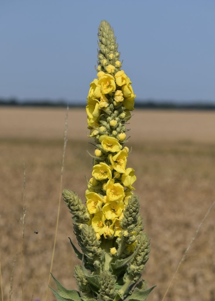 Como plantar Verbascum densiflorum (Verbascum densiflorum)_1