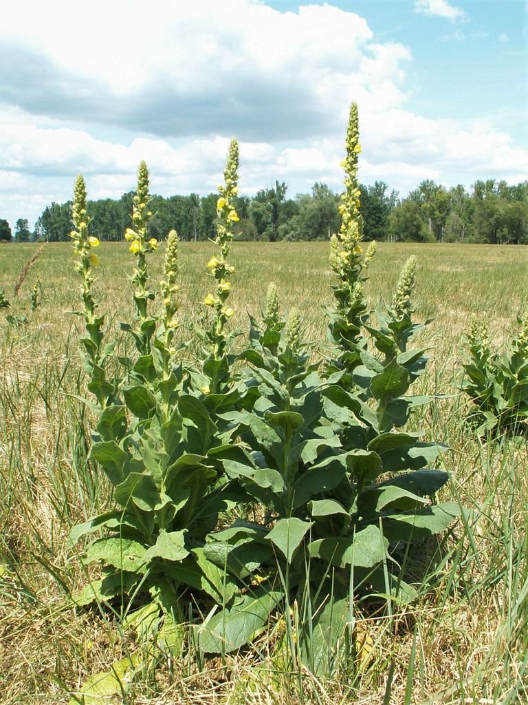 Onde plantar Verbascum densiflorum (Verbascum densiflorum)_2