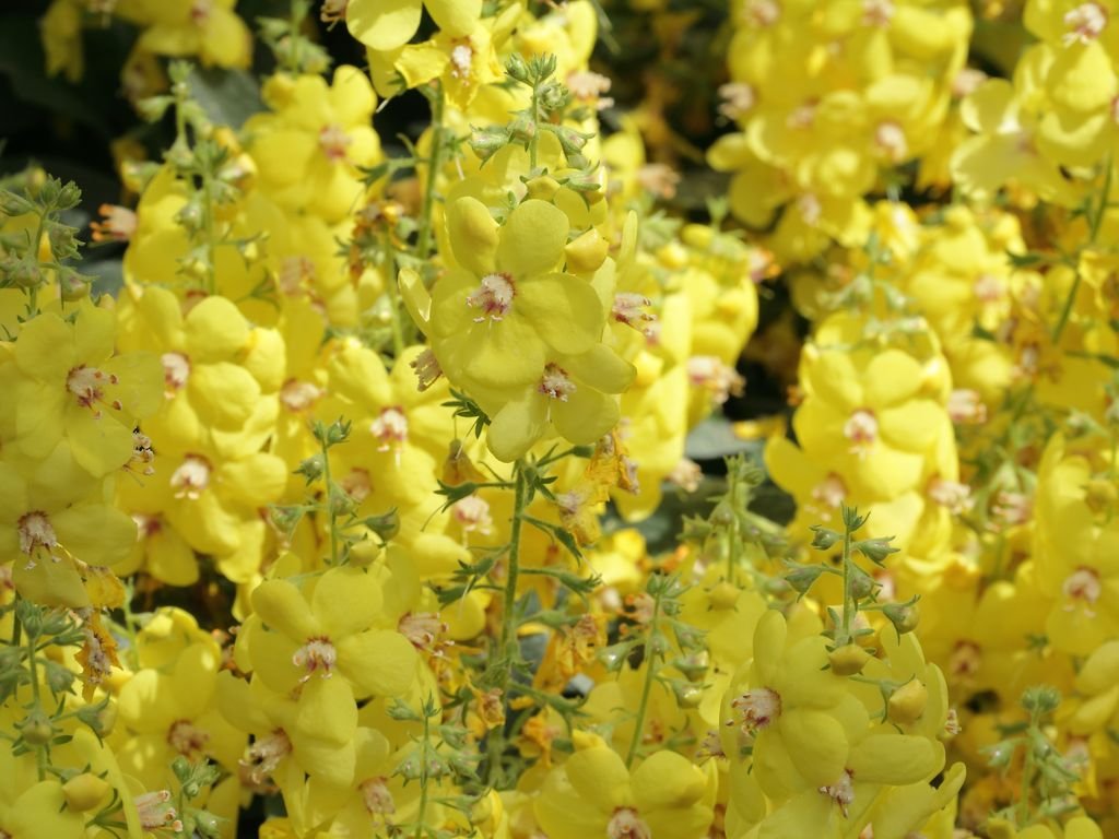 Verbascum dumulosum (Verbascum dumulosum)