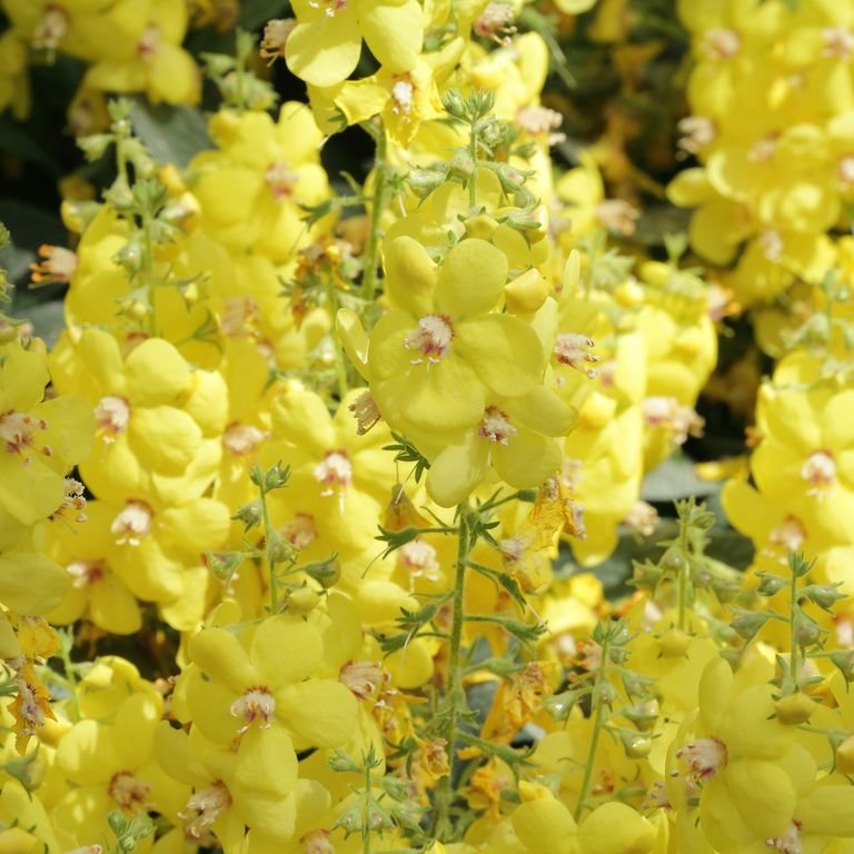 Como plantar Verbascum dumulosum (Verbascum dumulosum)_1
