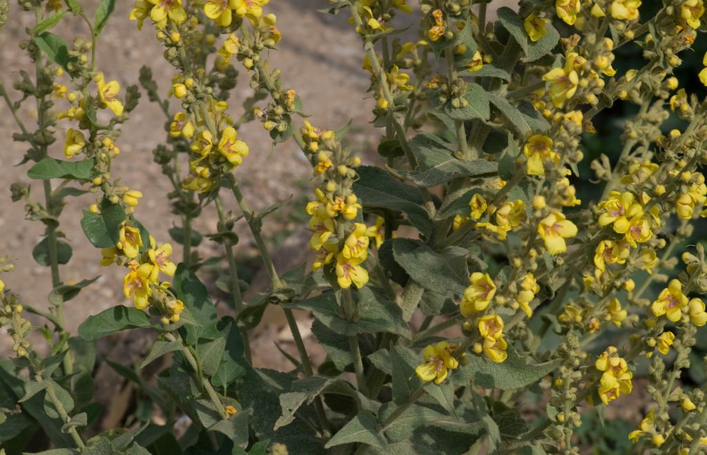 Verbascum epixanthinum (Verbascum epixanthinum)