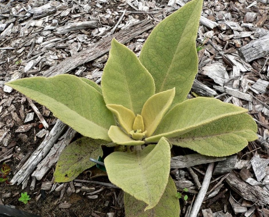 Como plantar Verbascum epixanthinum (Verbascum epixanthinum)_1