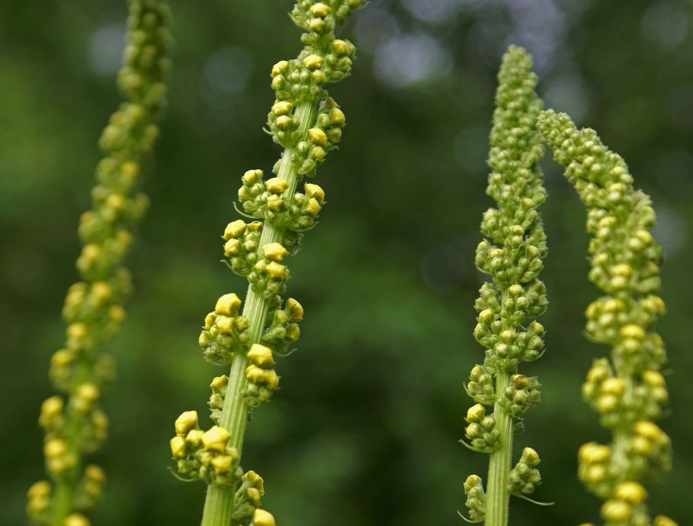 Verbascum nigrum (Verbascum nigrum)