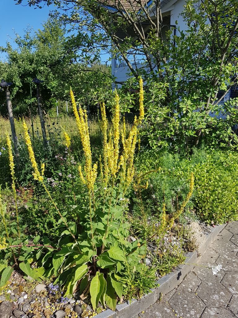 Como plantar Verbascum nigrum (Verbascum nigrum)_1