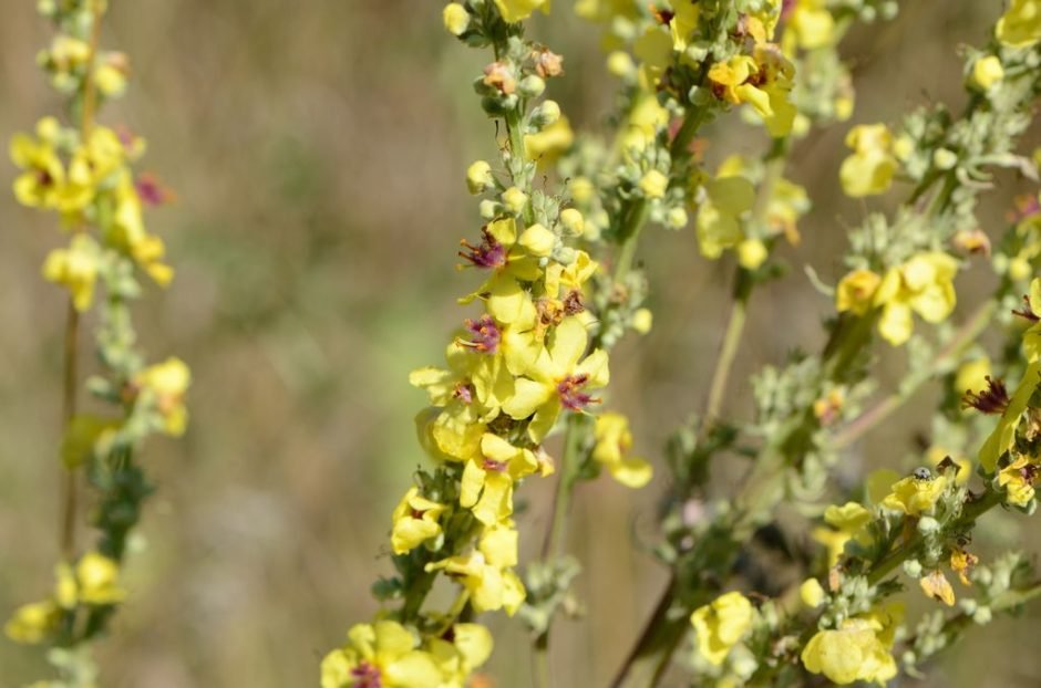 Onde plantar Verbascum nigrum (Verbascum nigrum)_2
