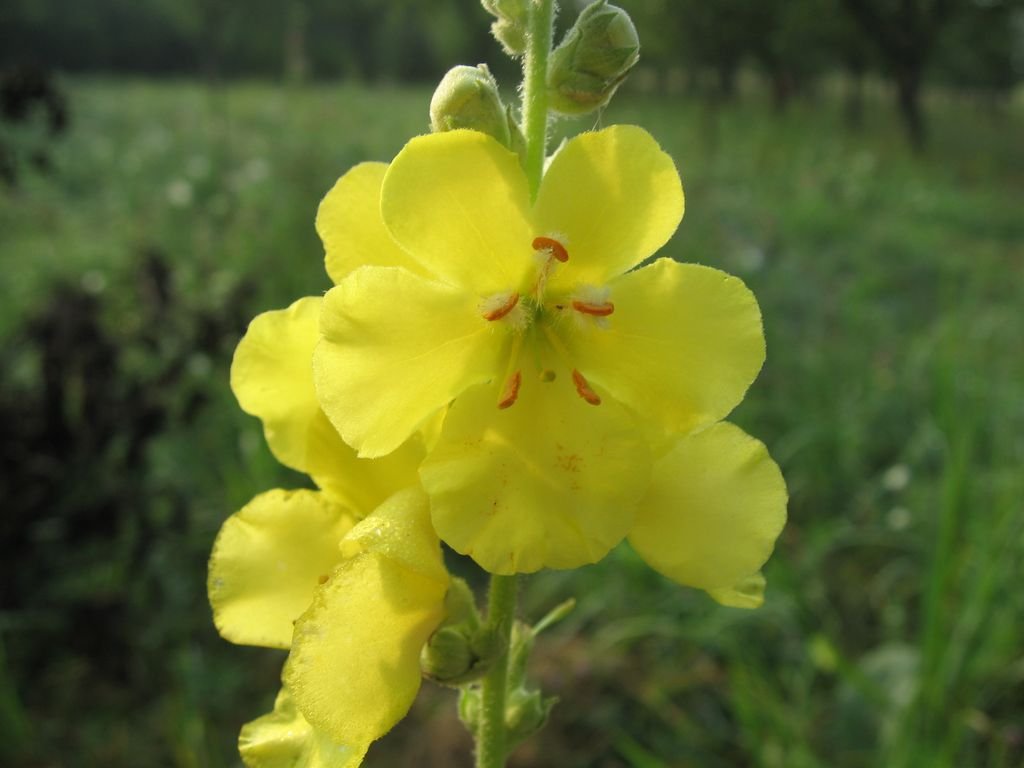 Verbascum phlomoides (Verbascum phlomoides)