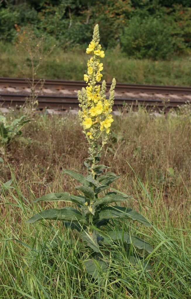 Como plantar Verbascum phlomoides (Verbascum phlomoides)_1