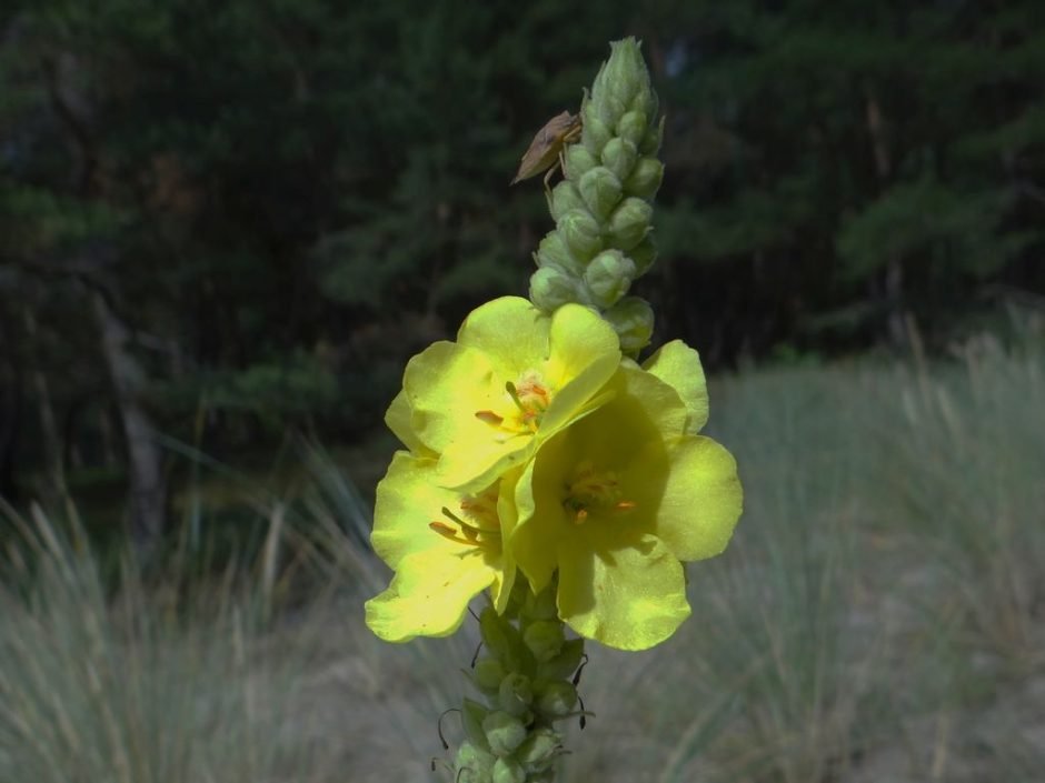 Onde plantar Verbascum phlomoides (Verbascum phlomoides)_2