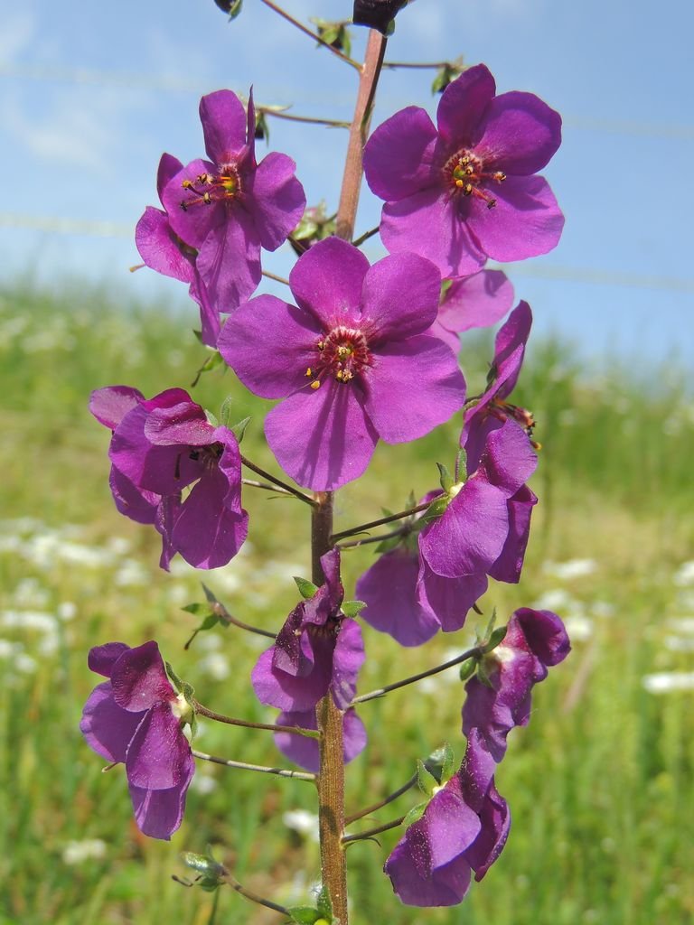 Verbascum phoeniceum (Verbascum phoeniceum)