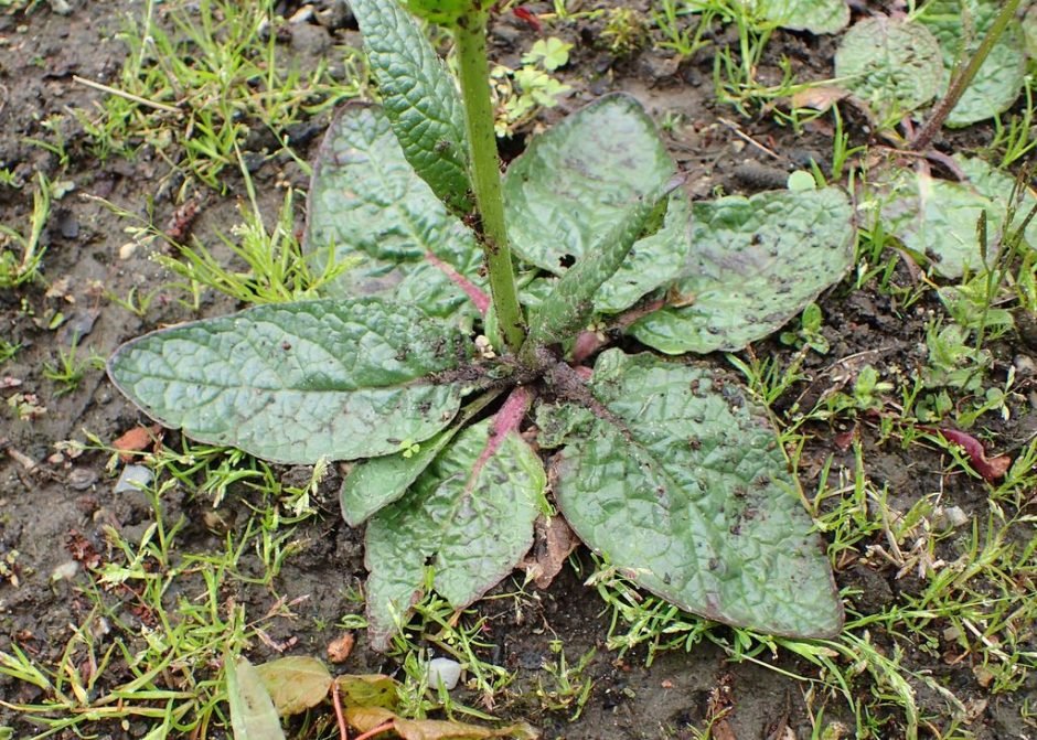 Como plantar Verbascum phoeniceum (Verbascum phoeniceum)_1