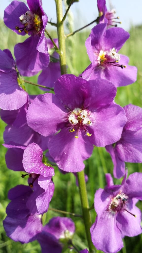 Onde plantar Verbascum phoeniceum (Verbascum phoeniceum)_2