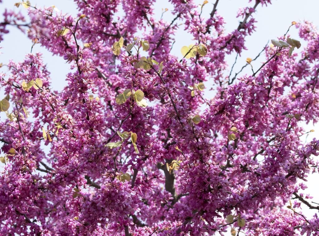 Árvore-de-Judas (Cercis siliquastrum)