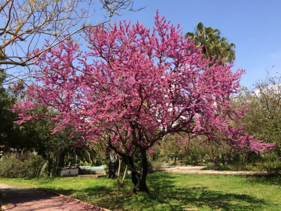 Como plantar Árvore-de-Judas (Cercis siliquastrum)_1