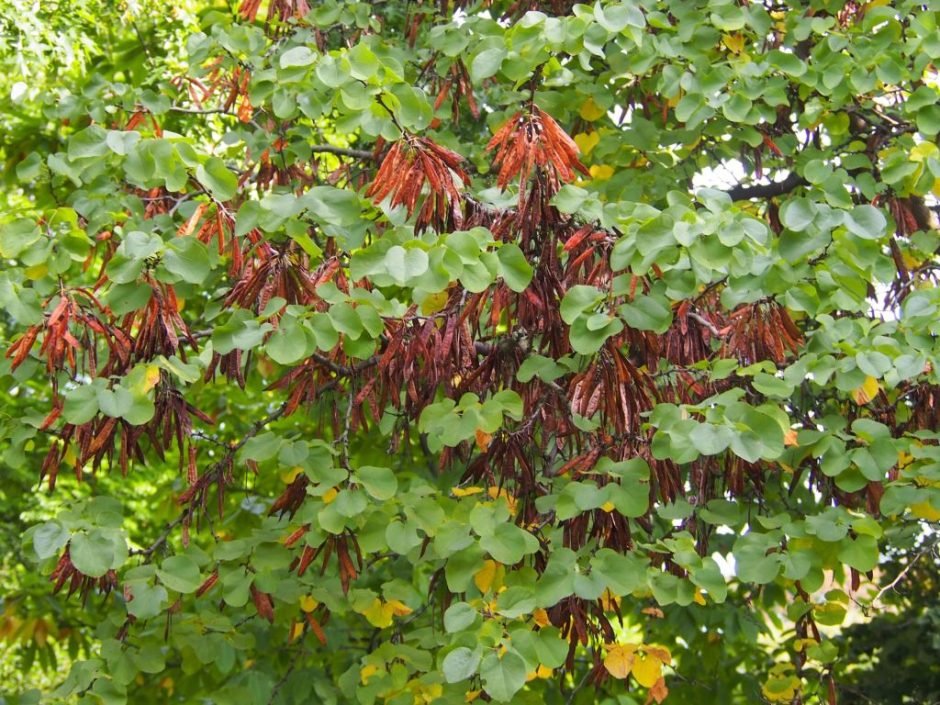 Onde plantar Árvore-de-Judas (Cercis siliquastrum)_2