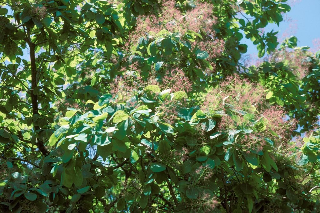 Árvore-do-fumo americana (Cotinus obovatus)