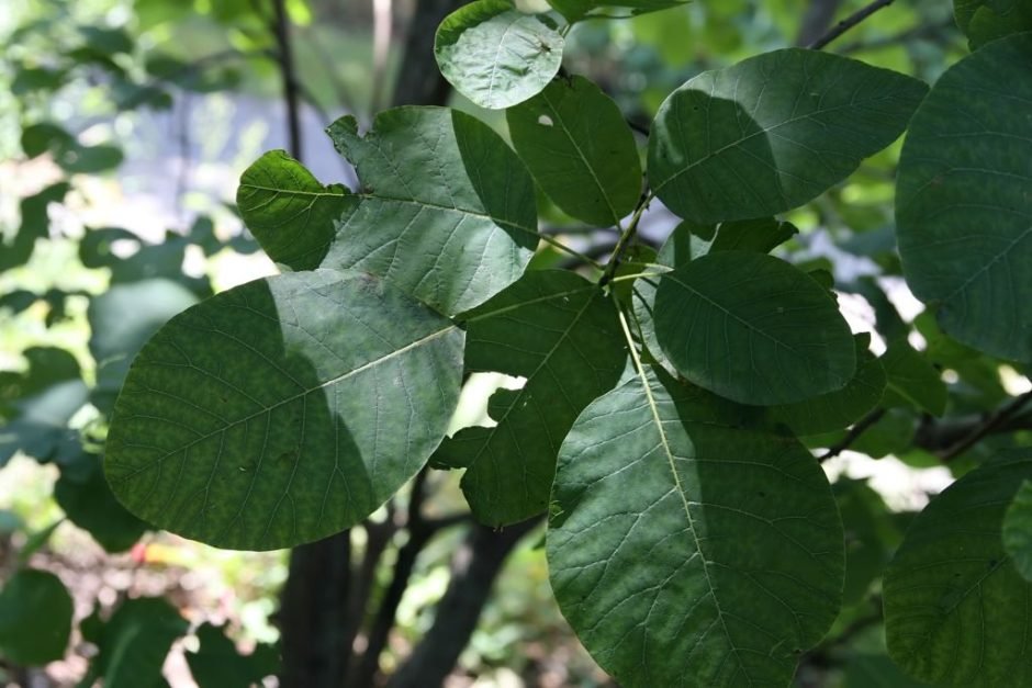 Como plantar Árvore-do-fumo americana (Cotinus obovatus)_1