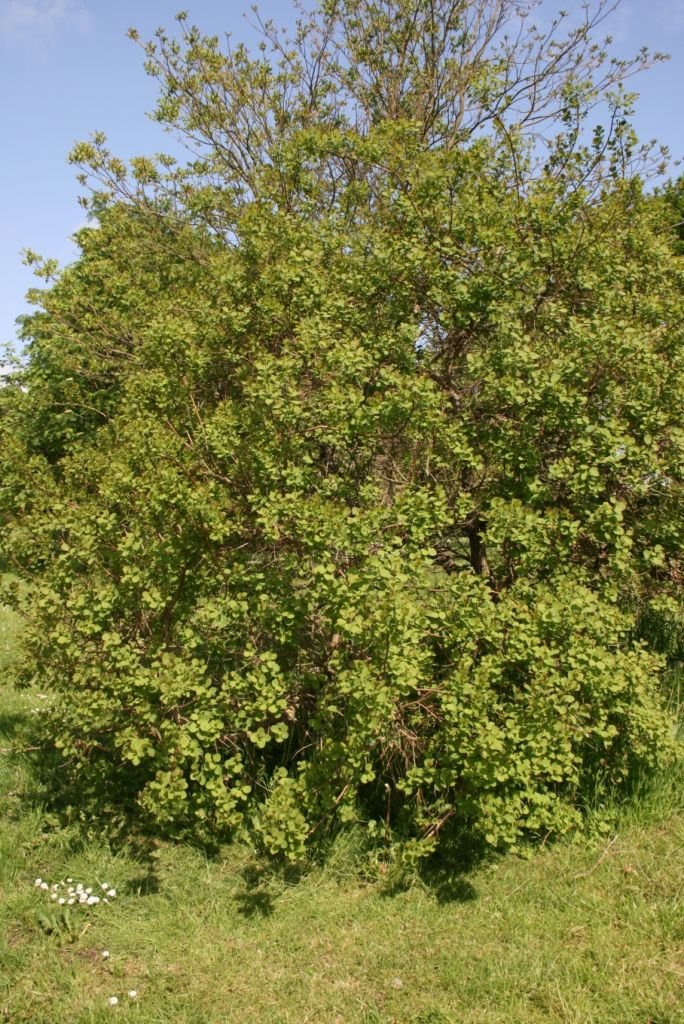 Onde plantar Árvore-do-fumo americana (Cotinus obovatus)_2