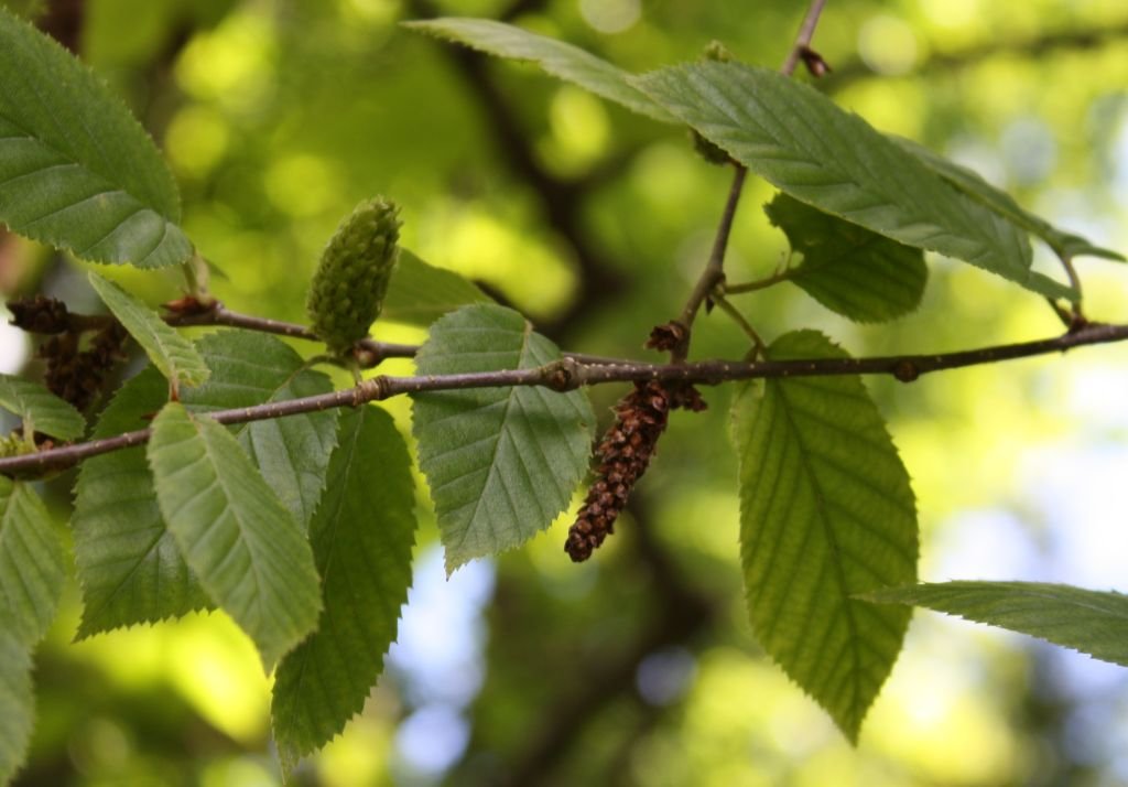 Betula alleghaniensis (Betula alleghaniensis)
