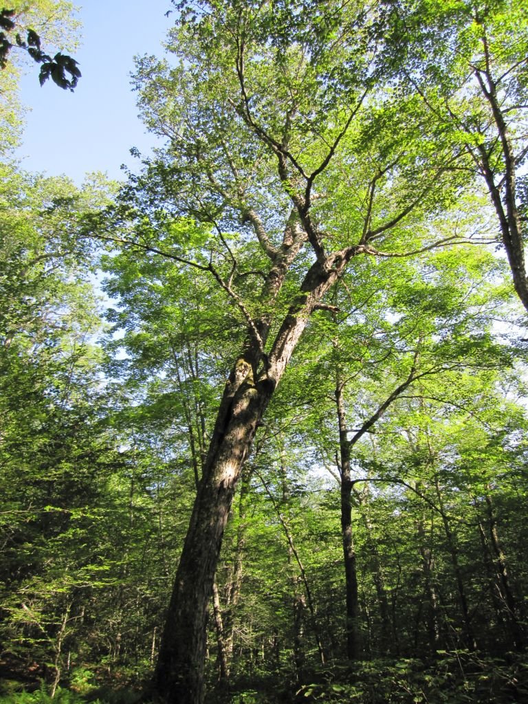 Como plantar Betula alleghaniensis (Betula alleghaniensis)_1