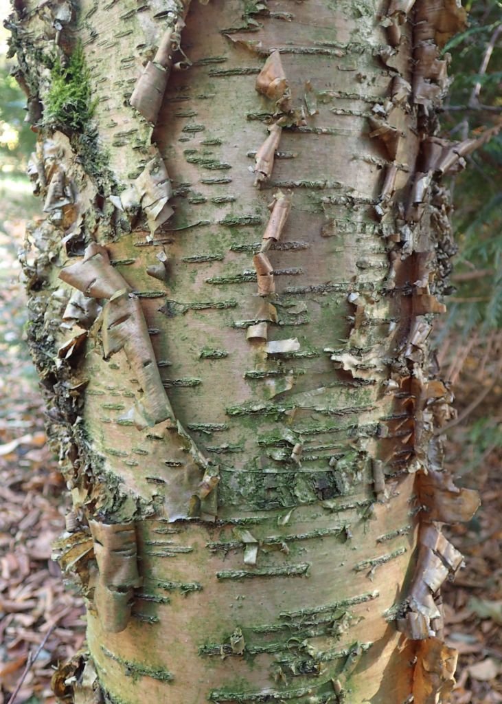 Onde plantar Betula alleghaniensis (Betula alleghaniensis)_2