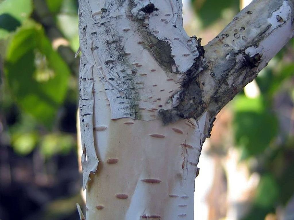 Bétula do Himalaia (Betula utilis subsp. jacquemontii)