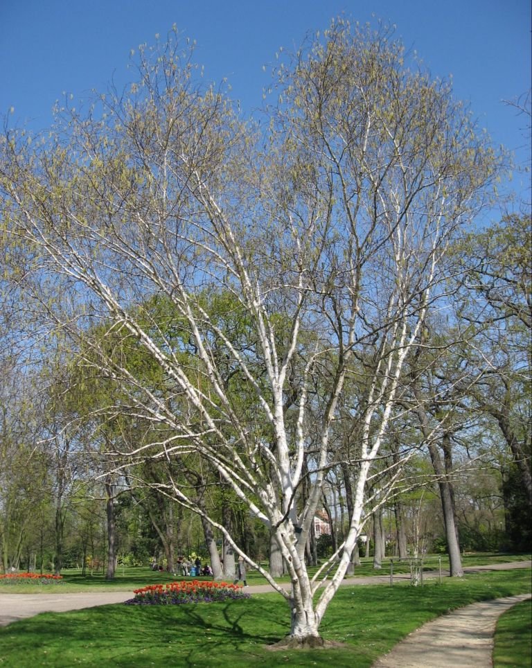 Como plantar Bétula do Himalaia (Betula utilis subsp. jacquemontii)_1