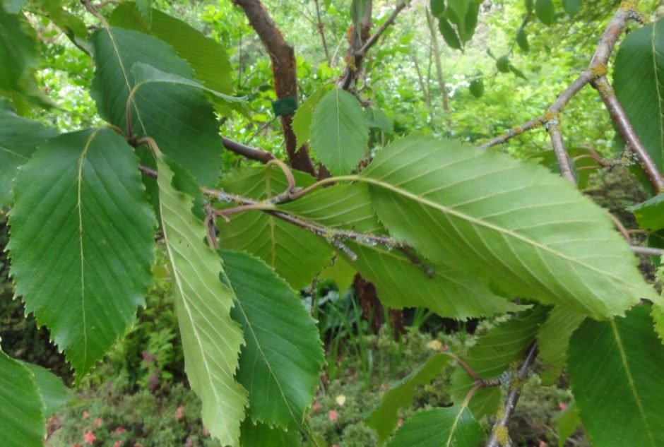 Onde plantar Bétula do Himalaia (Betula utilis subsp. jacquemontii)_2