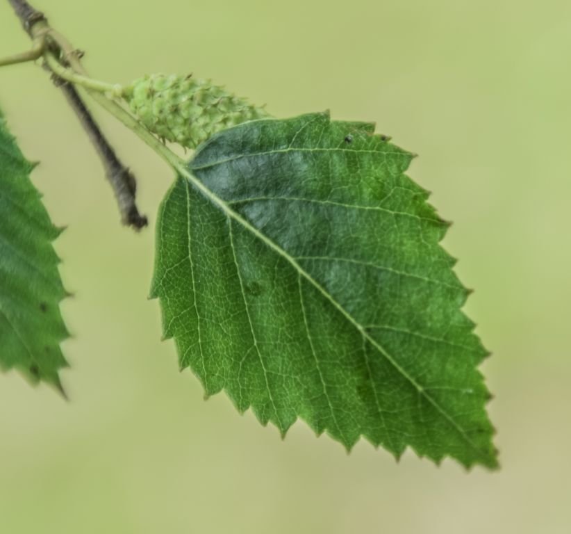 Betula raddeana (Betula raddeana)