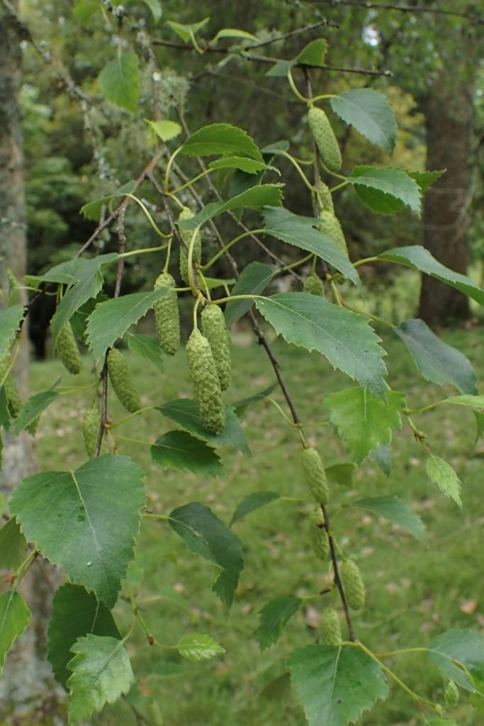 Como plantar Betula raddeana (Betula raddeana)_1