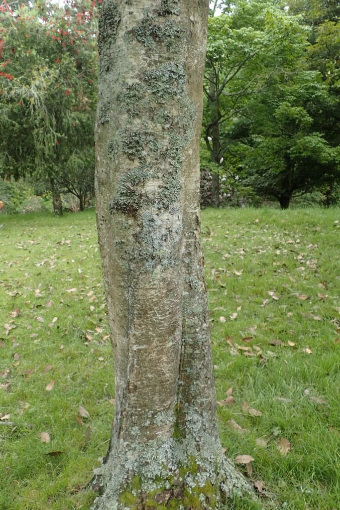 Onde plantar Betula raddeana (Betula raddeana)_2