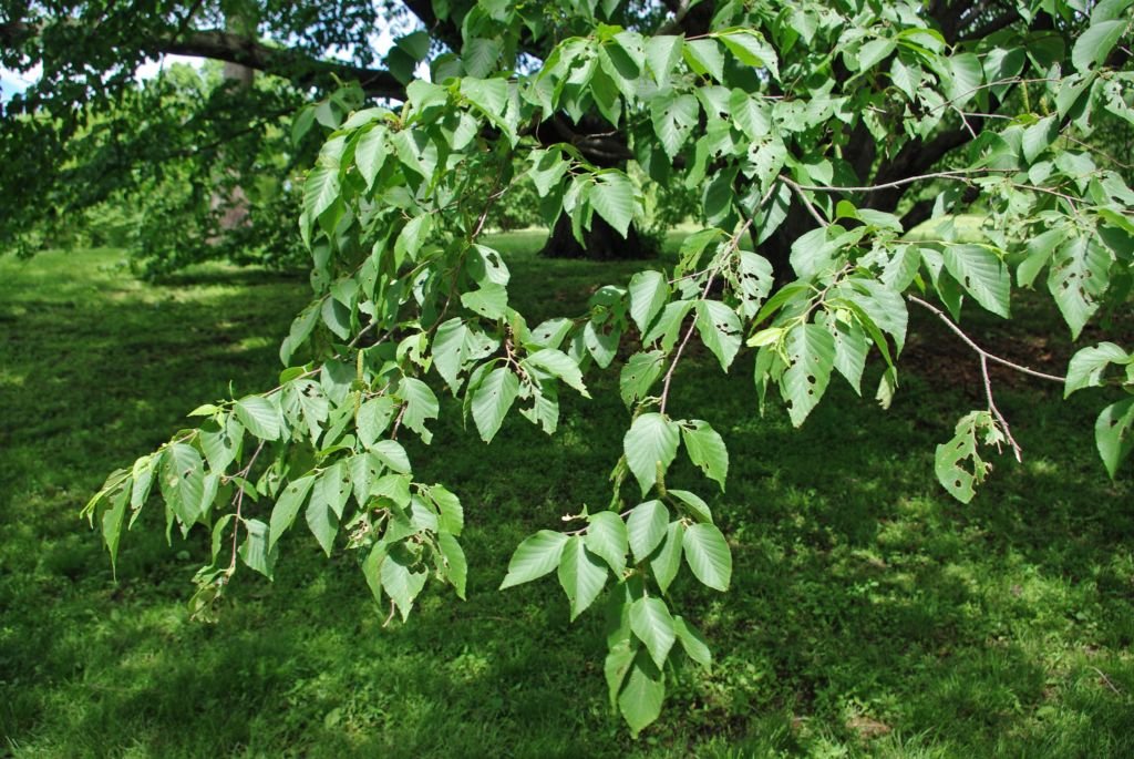 Betula schmidtii (Betula schmidtii)