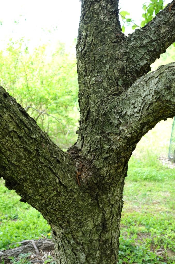 Onde plantar Betula schmidtii (Betula schmidtii)_2