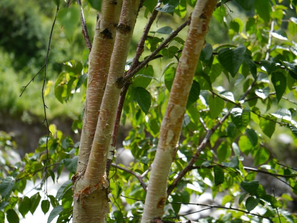 Betula utilis (Betula utilis)