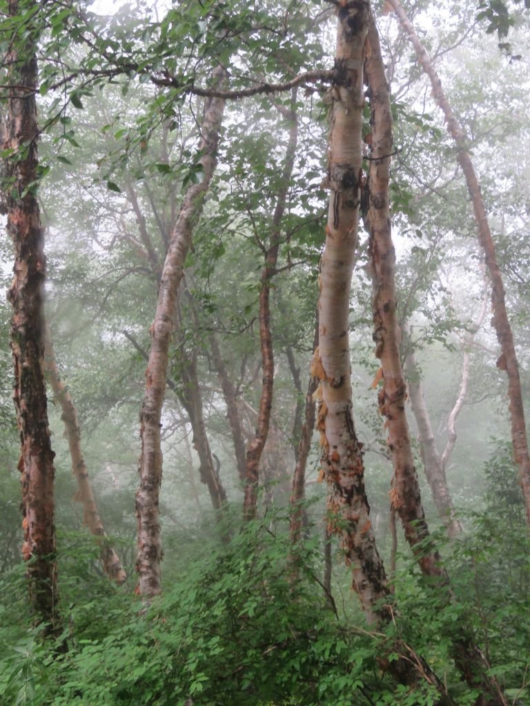 Como plantar Betula utilis (Betula utilis)_1