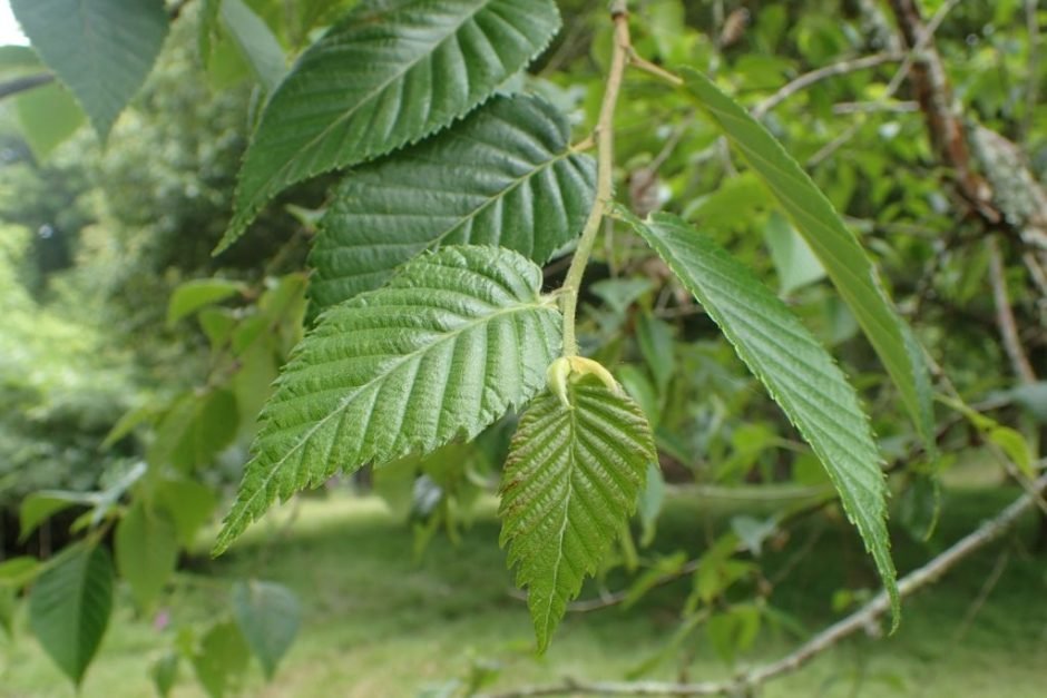 Onde plantar Betula utilis (Betula utilis)_2