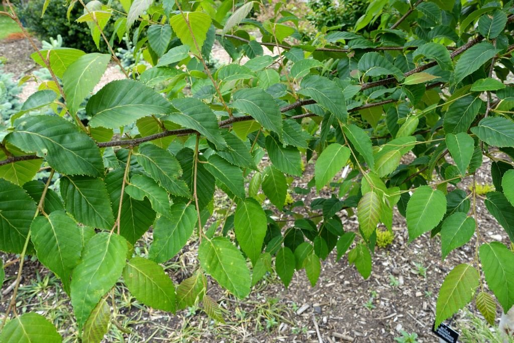 Betula utilis subsp. albosinensis 'K. Ashburner' (Betula utilis subsp. albosinensis 'K. Ashburner')