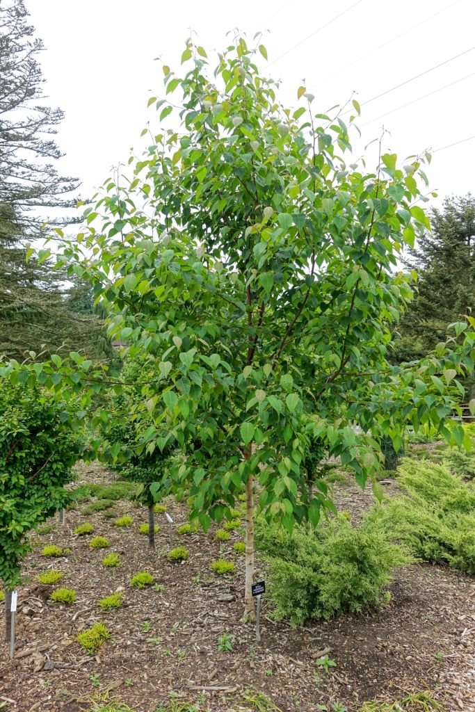 Como plantar Betula utilis subsp. albosinensis 'K. Ashburner' (Betula utilis subsp. albosinensis 'K. Ashburner')_1
