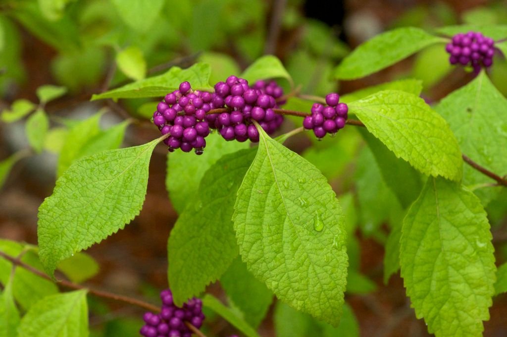 Callicarpa americana (Callicarpa americana)