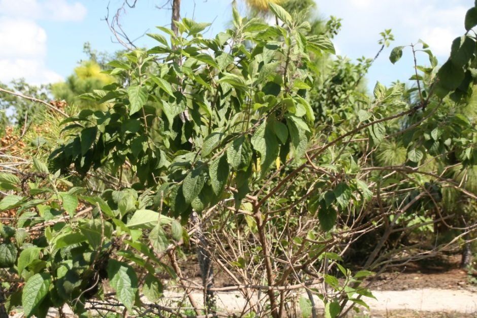 Como plantar Callicarpa americana (Callicarpa americana)_1