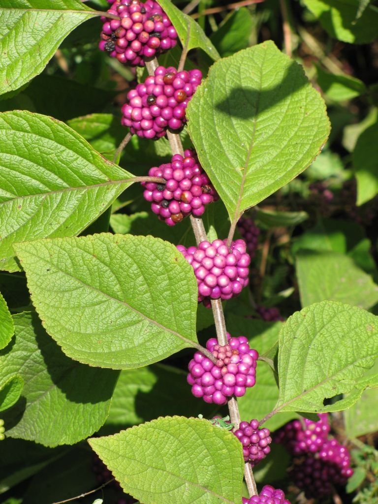 Onde plantar Callicarpa americana (Callicarpa americana)_2