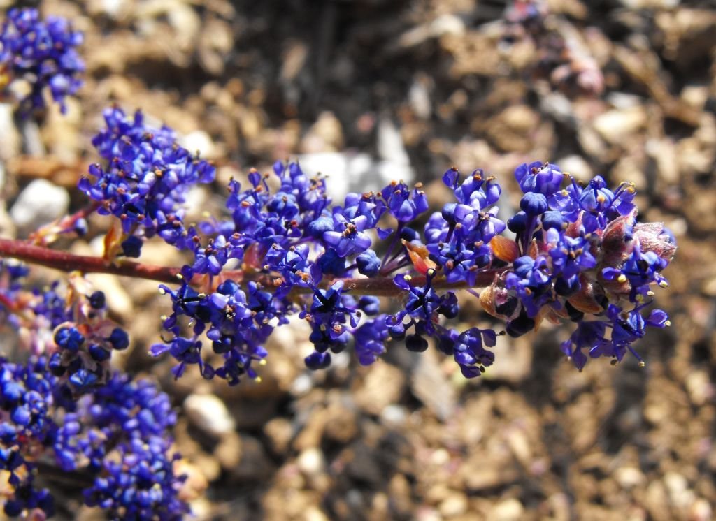 Ceanothus 'Blue Sapphire' (Ceanothus 'Blue Sapphire')