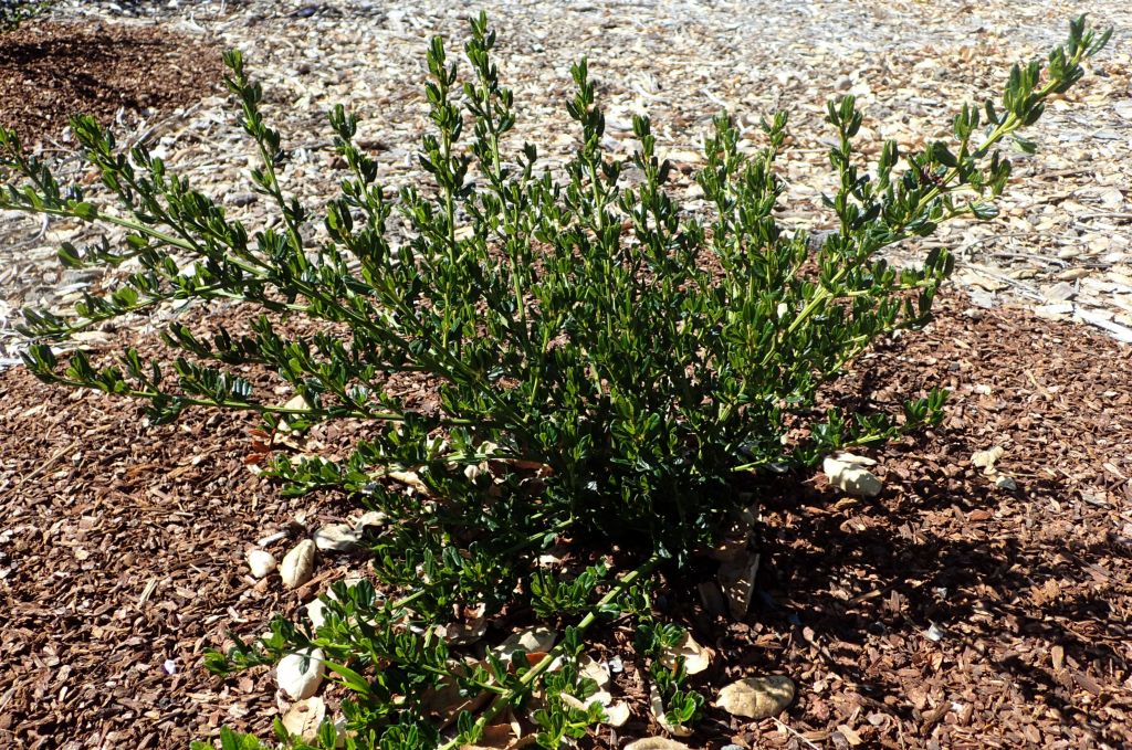 Ceanothus 'Skylark' (Ceanothus 'Skylark')