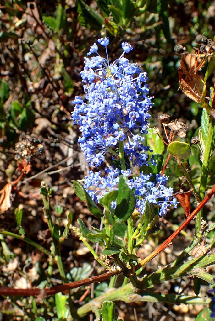 Como plantar Ceanothus 'Skylark' (Ceanothus 'Skylark')_1