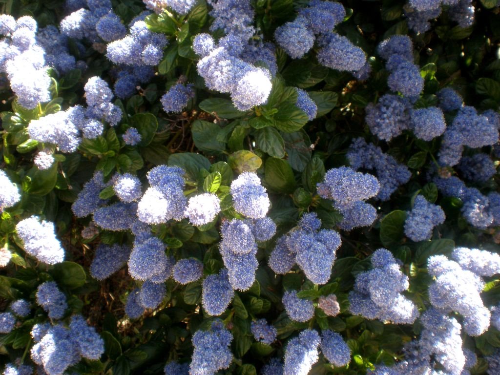 Ceanothus griseus (Ceanothus griseus)